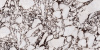Керамогранит Wax Polish Mold Tiles NKE715MJLP53 75x150